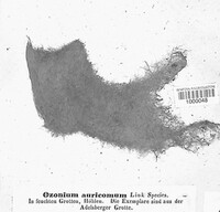 Ozonium auricomum image